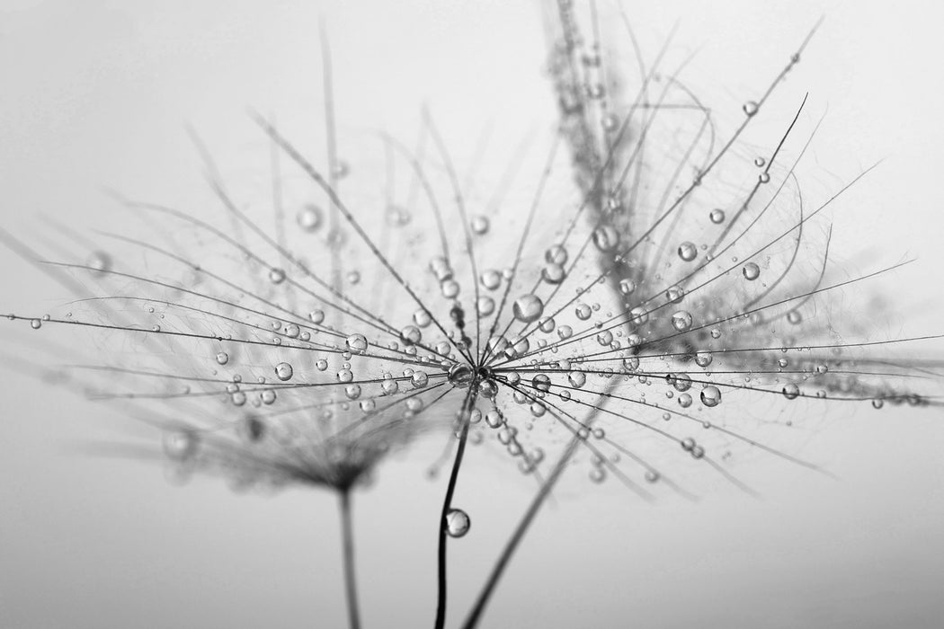 Pusteblume bedeckt mit Tropfen, Glasbild