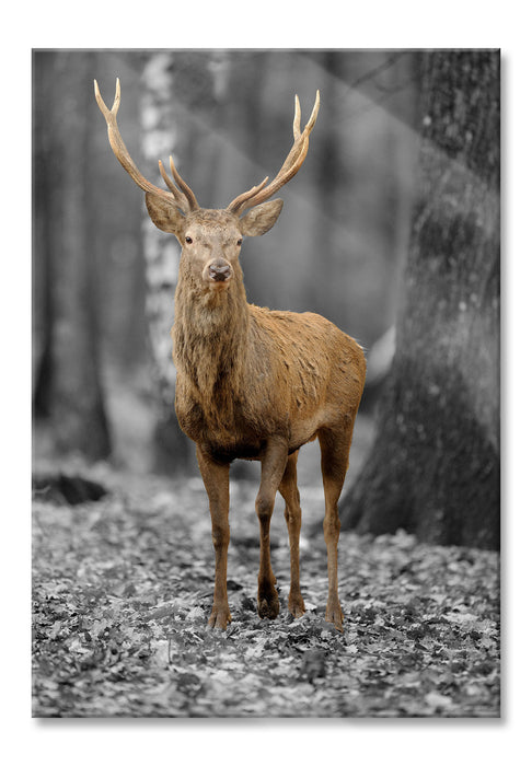 Pixxprint Schöner Hirsch im Wald, Glasbild