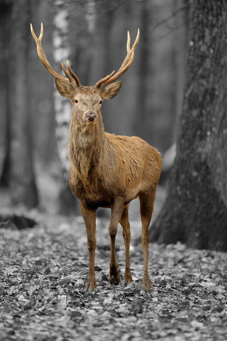 Schöner Hirsch im Wald, Glasbild