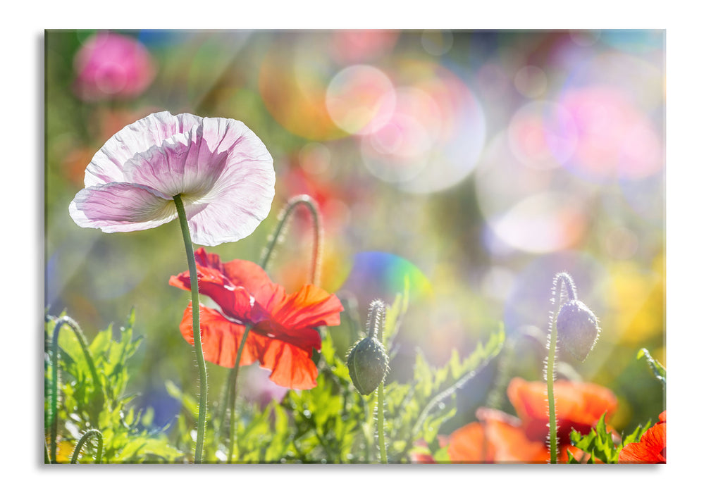 Pixxprint Kalifornischer Mohn im Frühling, Glasbild