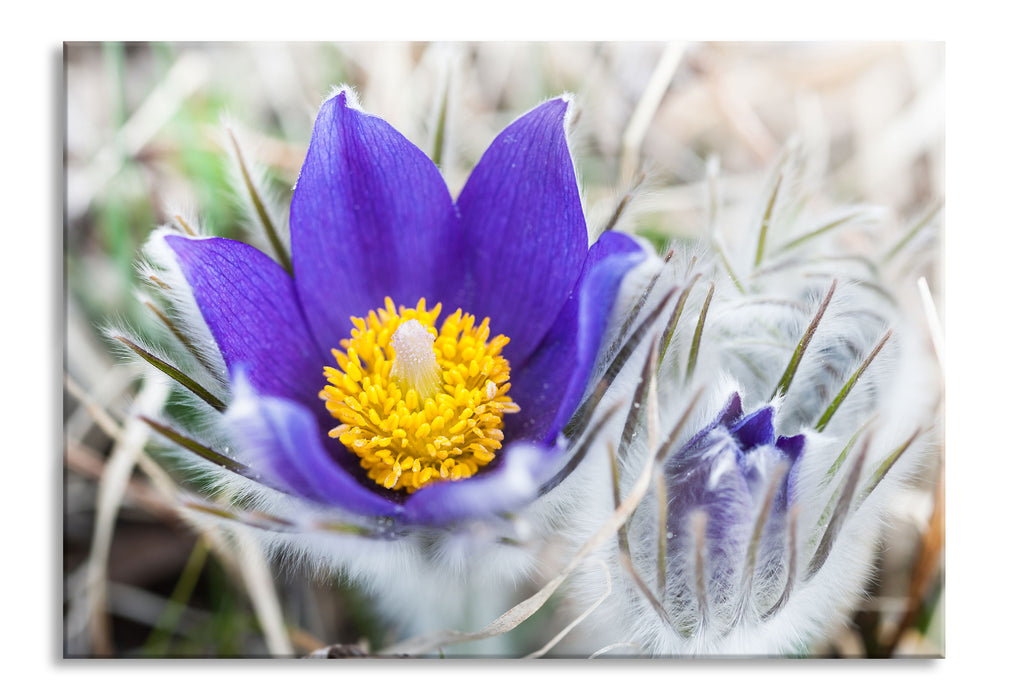 Pixxprint Krokusse in der Blütezeit, Glasbild