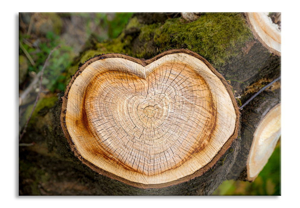 Pixxprint Jahresringe am Baumstamm, Glasbild