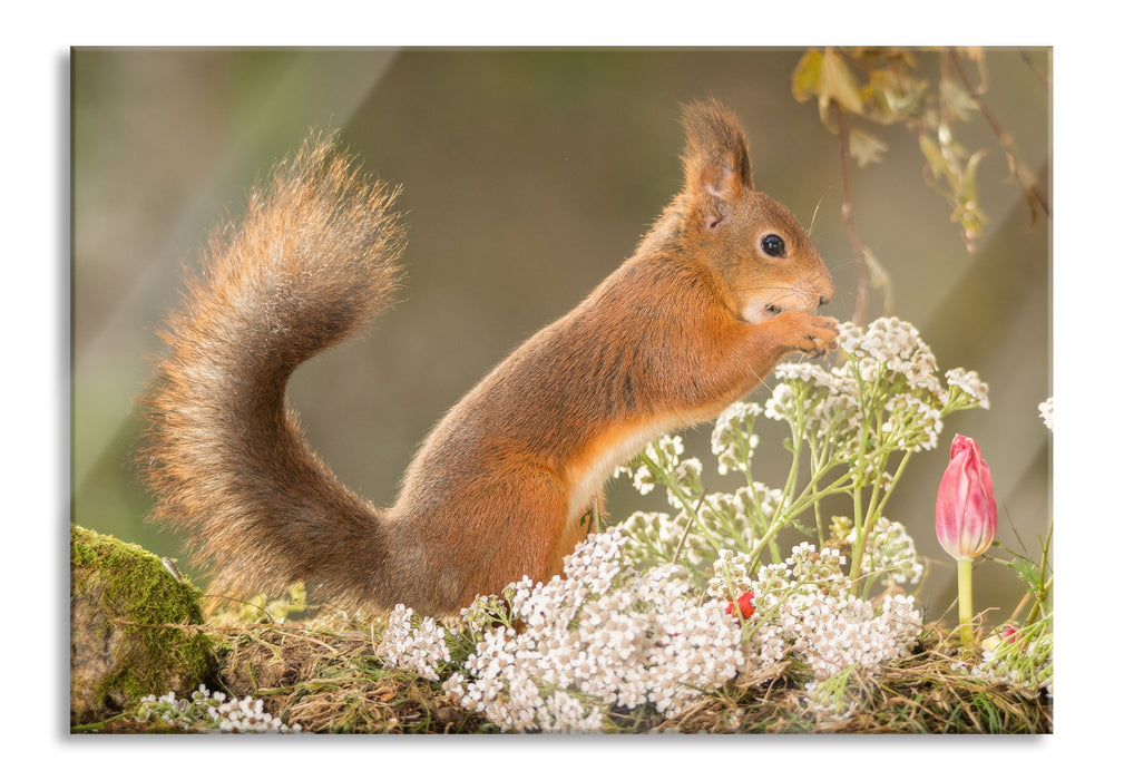 Pixxprint Nagendes Eichhörnchen im Moos, Glasbild