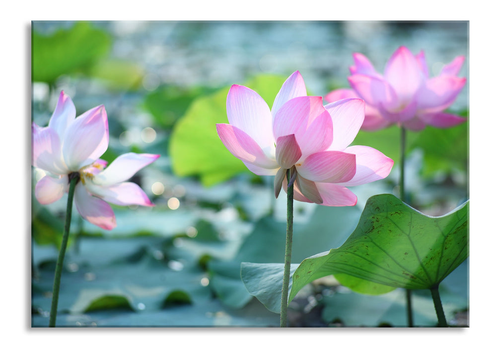 Pixxprint rosa Lotusblüte im Teich, Glasbild