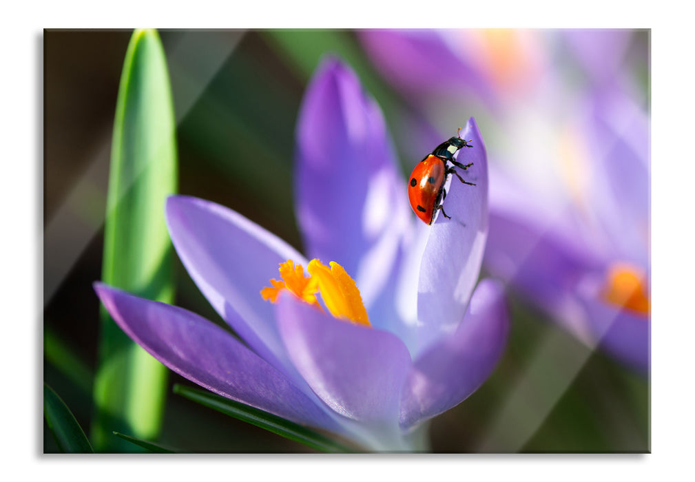 Pixxprint Krokussblüte mit Marienkäfer, Glasbild