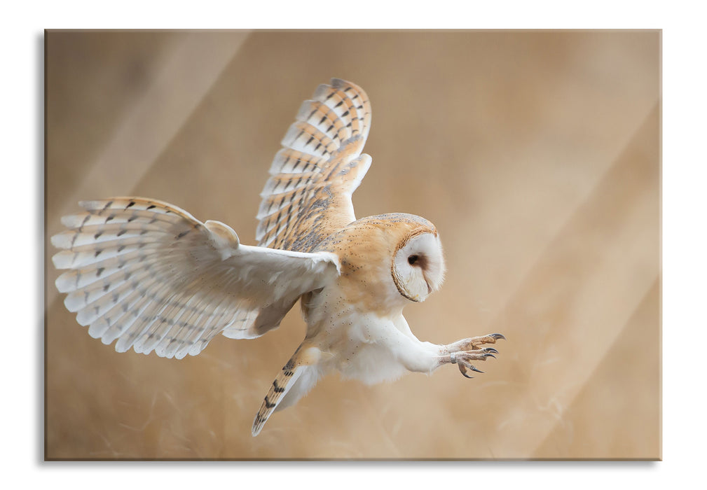 Pixxprint Fliegende Weiße Eule bei der Jagd, Glasbild