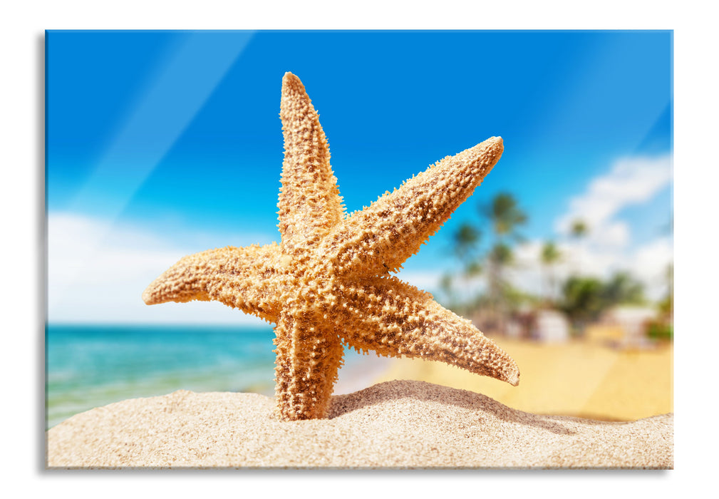 Pixxprint Seestern Palm Beach, Glasbild