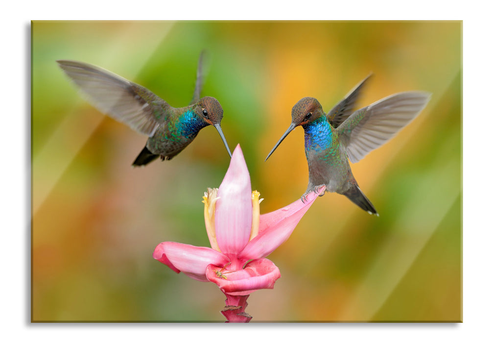 Pixxprint Zwei Kolibris in den Tropen, Glasbild