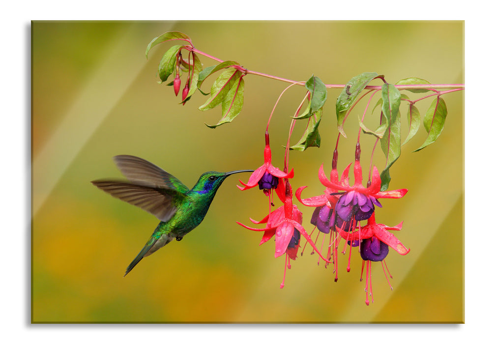 Pixxprint Kolibri trinkt vom Blütennektar, Glasbild