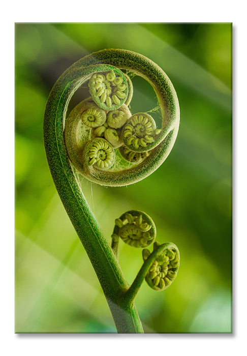 Pixxprint Blatt von einer Farne im Wald, Glasbild