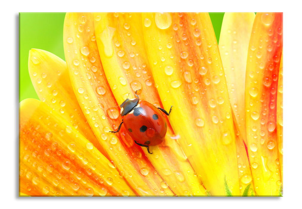 Pixxprint Marienkäfer auf gelber Blume, Glasbild