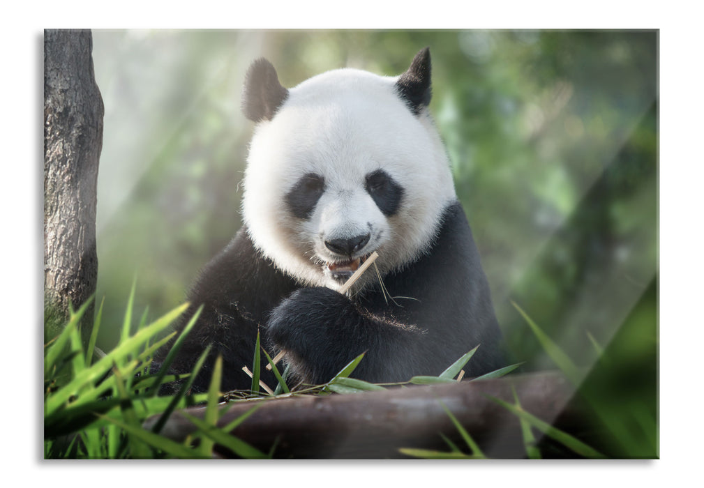 Pixxprint Niedlicher Panda isst Bambus, Glasbild