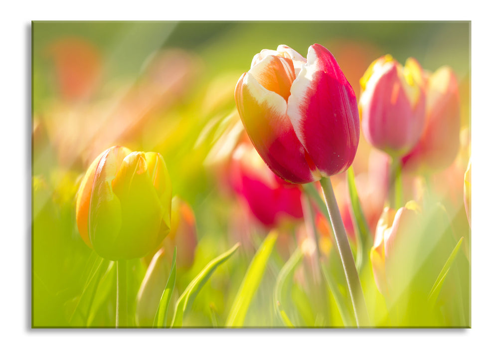 Pixxprint Blühende rote Tulpen, Glasbild