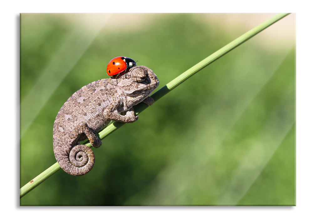 Pixxprint Süßer Gecko mit einem Marienkäfer, Glasbild