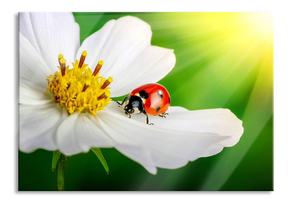 Pixxprint Marienkäfer auf einer weißen Blume, Glasbild