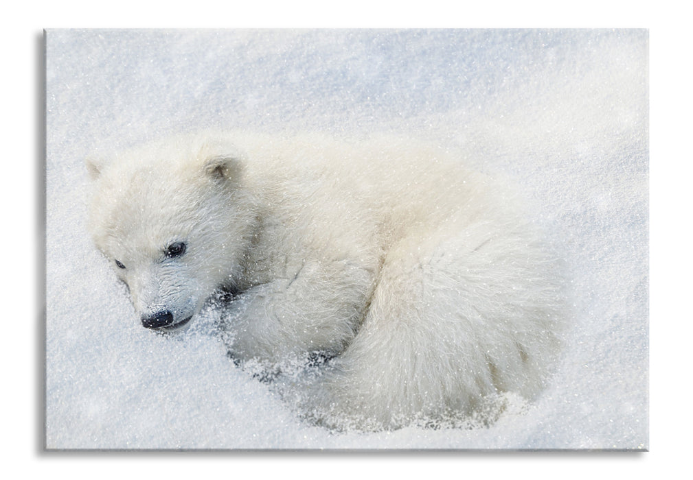 Pixxprint Eisbär im Schnee, Glasbild