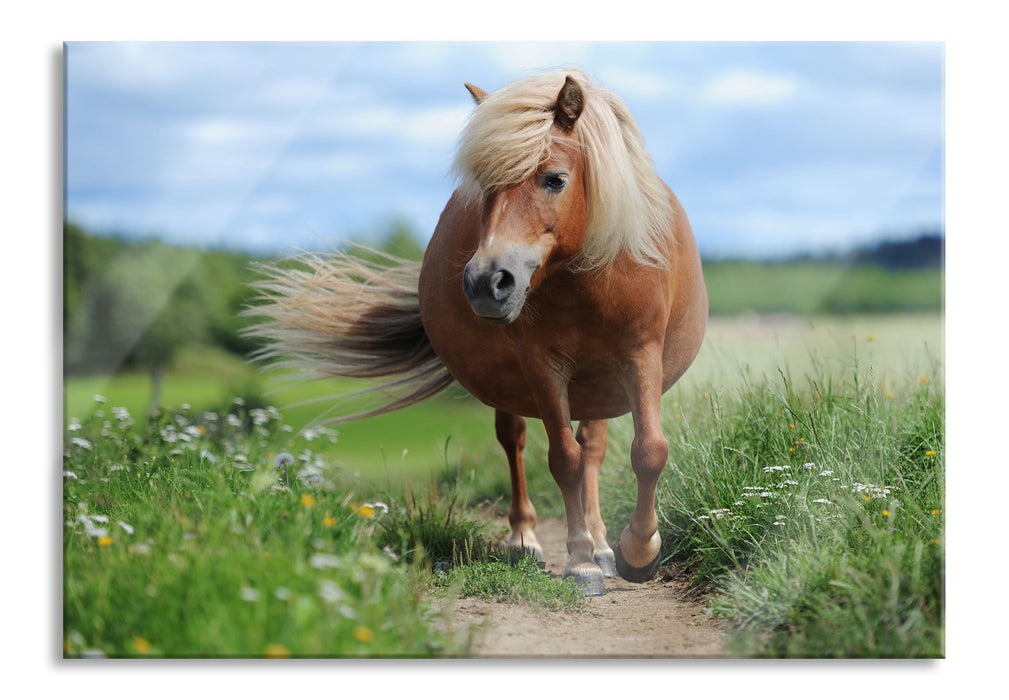 Pixxprint Shetlandpony auf der Wiese, Glasbild