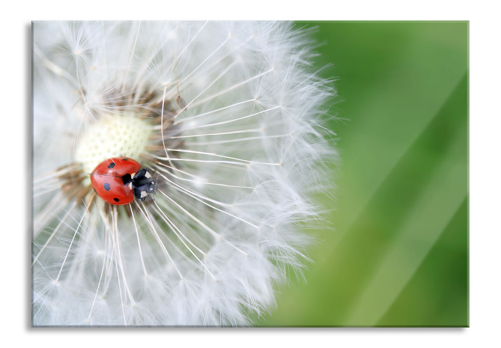 Pixxprint Marienkäfer auf einem Löwenzahn, Glasbild