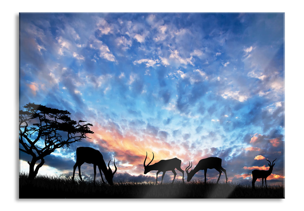 Pixxprint Tiere in der Natur am Abend, Glasbild