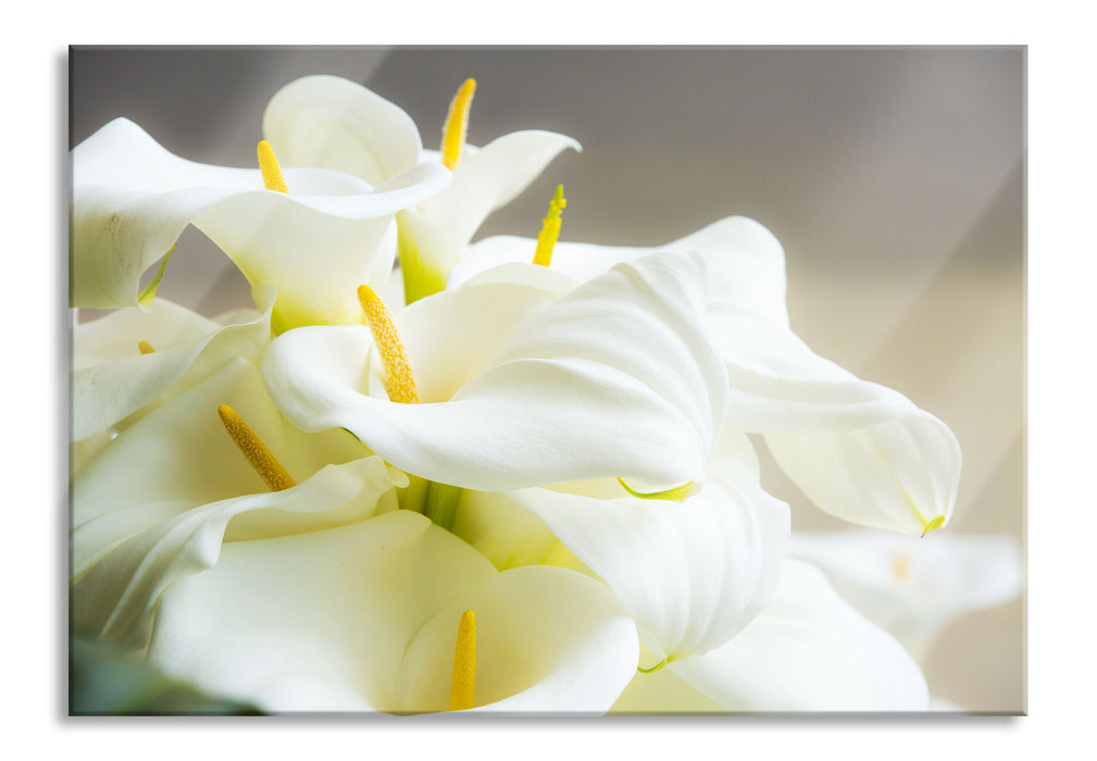 Pixxprint Wunderschöne weiße Calla Lilien, Glasbild