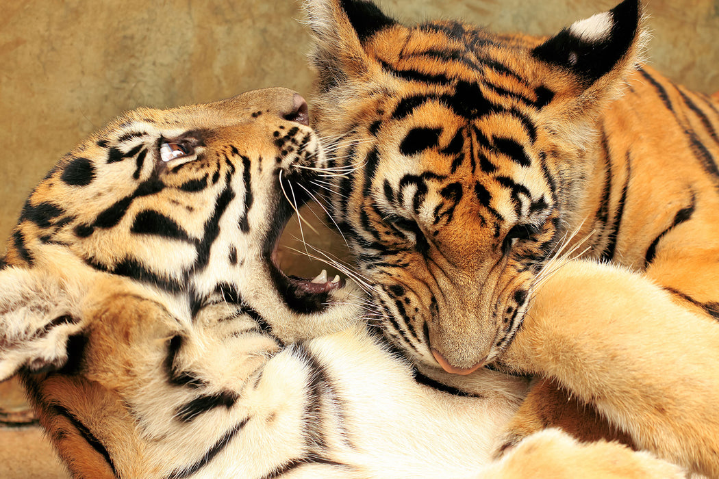 Zwei junge Tiger beim Kämpfen, Glasbild