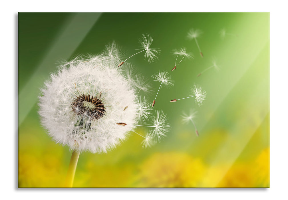 Pixxprint Löwenzahn Samen, Glasbild