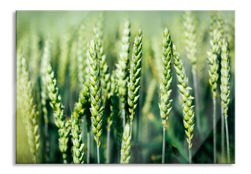 Pixxprint Grüne Weizen auf dem Feld, Glasbild