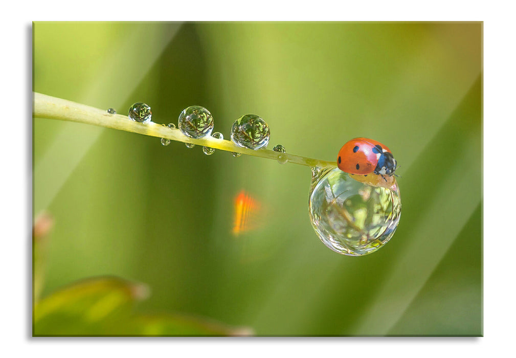 Pixxprint Marienkäfer Wassertropfen, Glasbild