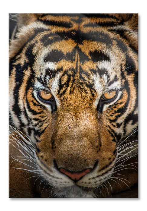 Pixxprint Tiger mit hellbraunen Augen, Glasbild