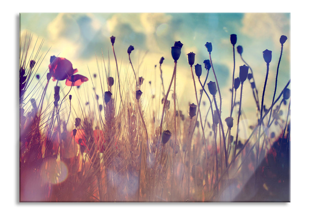 Pixxprint Mohn im Weizenfeld, Glasbild