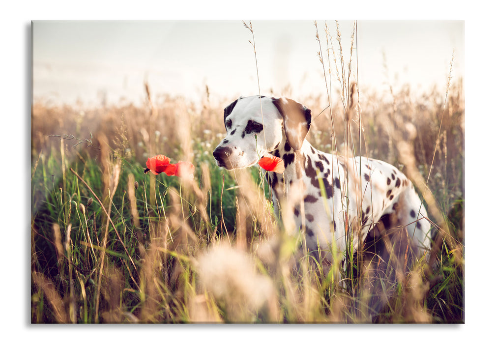 Pixxprint Neugieriger Hund im Feld, Glasbild