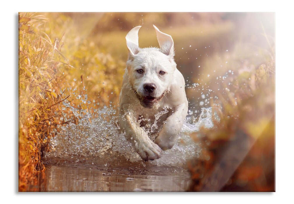 Pixxprint Labrador-Welpe im Wasser, Glasbild