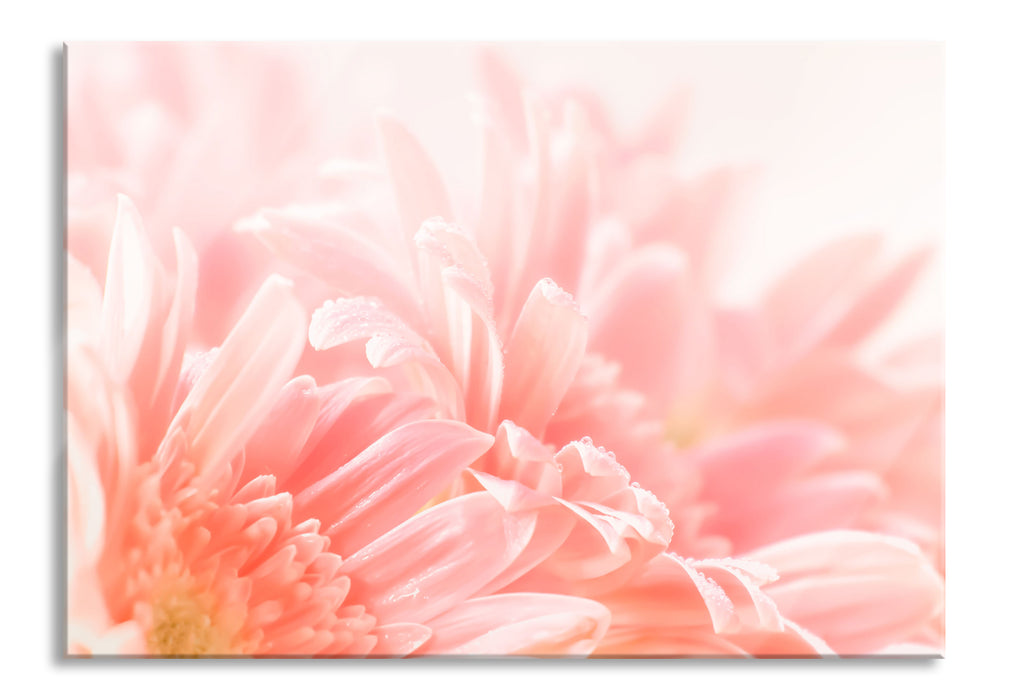 Pixxprint Gerbera Blume, Glasbild