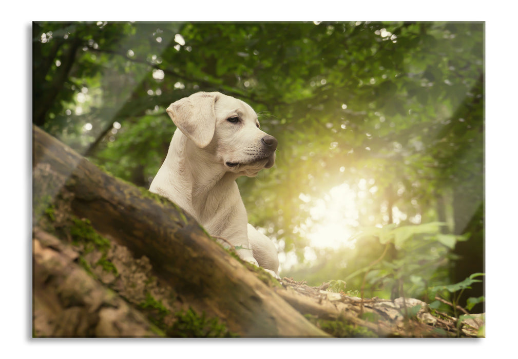 Pixxprint Labrador Welpe im Wald, Glasbild