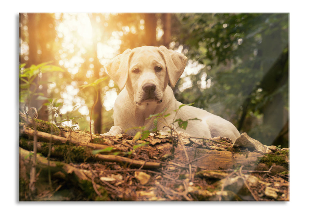 Pixxprint Hund im Wald bei Sonneuntergang, Glasbild