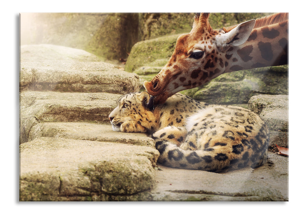 Pixxprint Leopard und Giraffe, Glasbild