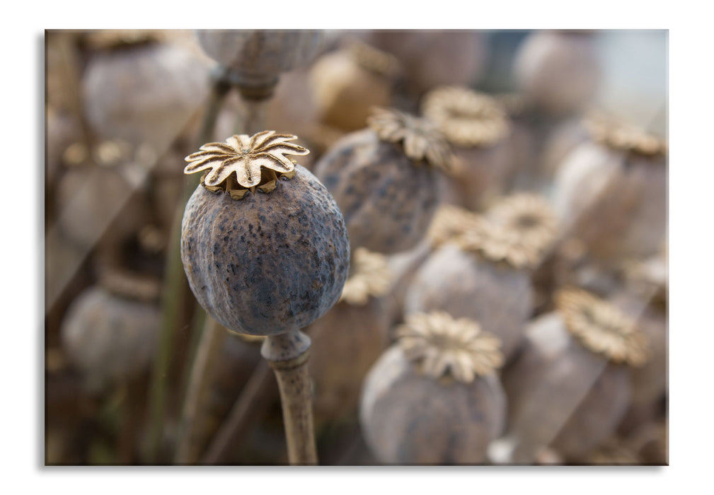 Pixxprint Mohnkapsel der Mohnblume, Glasbild