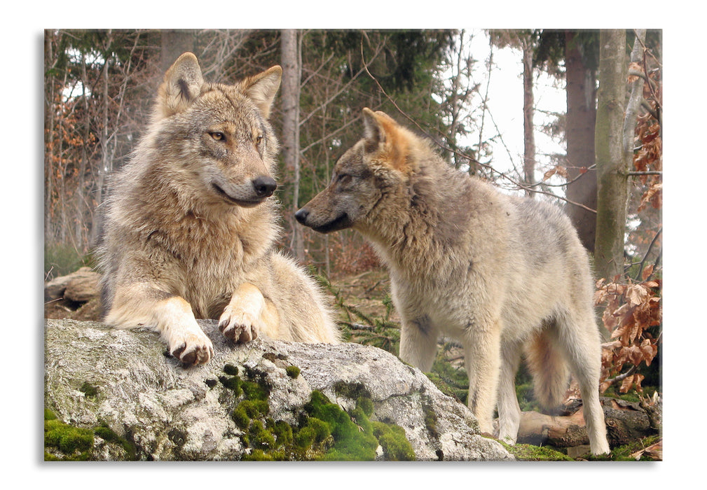 Pixxprint Wölfe im Wald, Glasbild