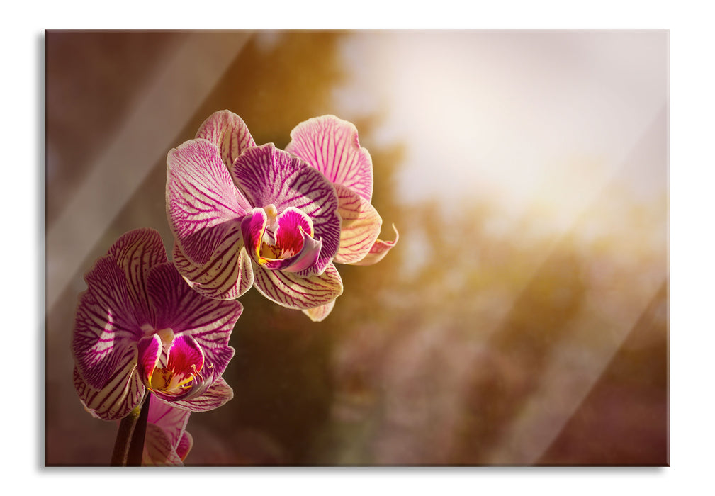 Pixxprint farbenOrchideen in der Nahaufnahme, Glasbild