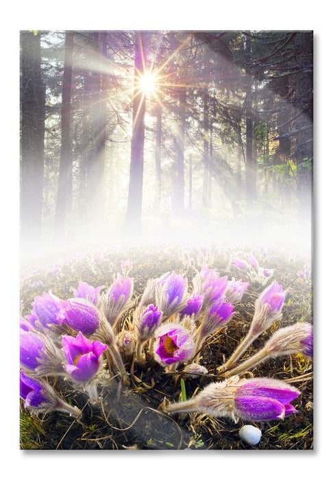 Pixxprint lila Blumen im Wald, Glasbild