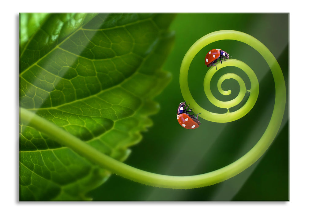 Pixxprint zwei Marienkäfer auf einem Stängel, Glasbild