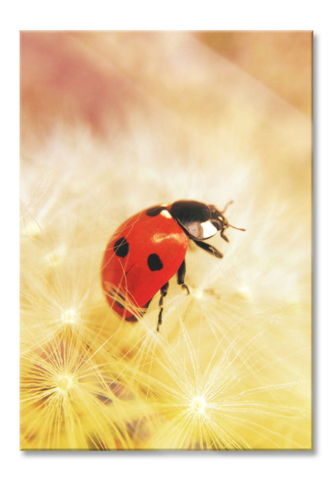 Pixxprint Marienkäfer in der Nahaufnahme, Glasbild