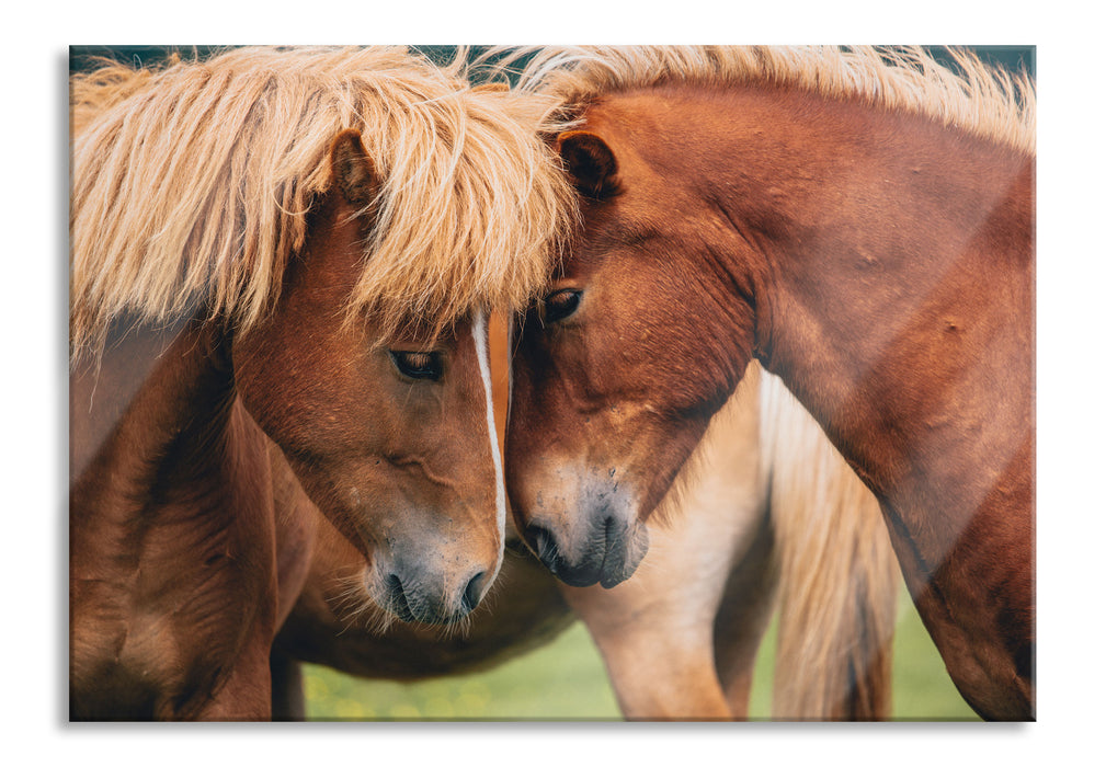 Pixxprint zwei schmusende Pferde, Glasbild