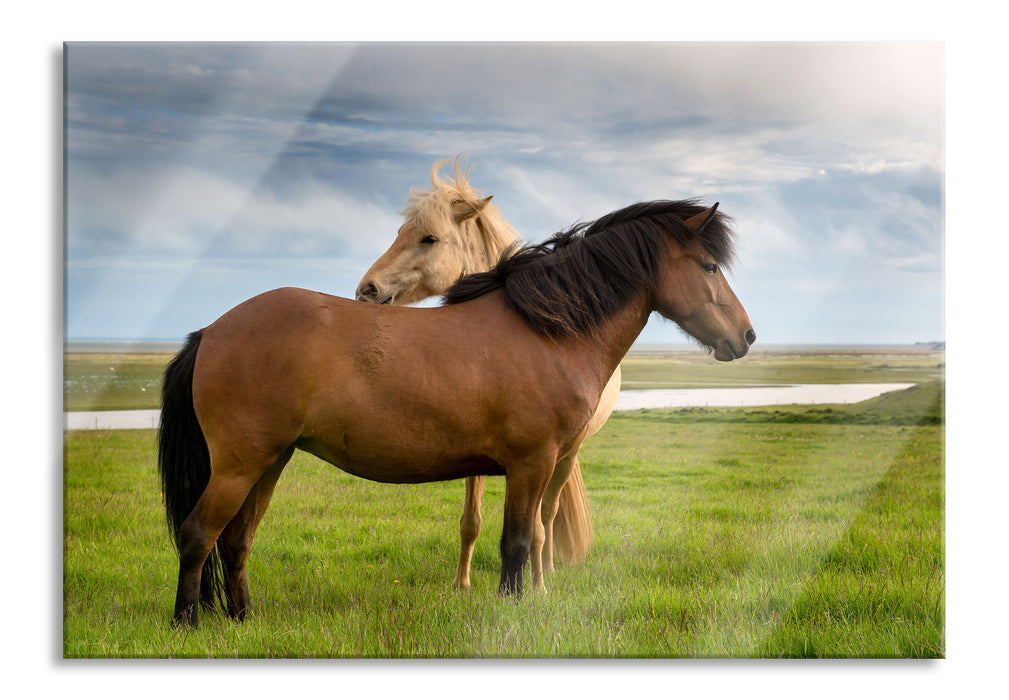 zwei Pferde auf der Wiese, Glasbild
