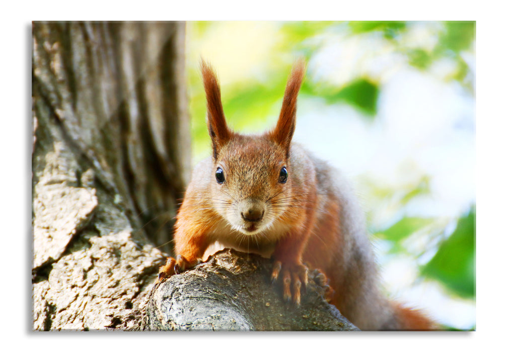 Pixxprint Eichhörnchen auf dem Baum, Glasbild