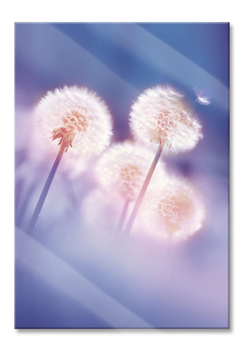 Pixxprint Pusteblumen im morgendlichen Wind, Glasbild