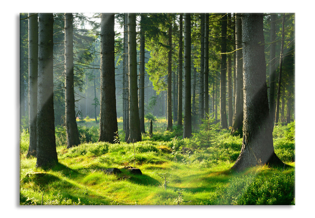 Pixxprint sonniger Tag im Wald, Glasbild