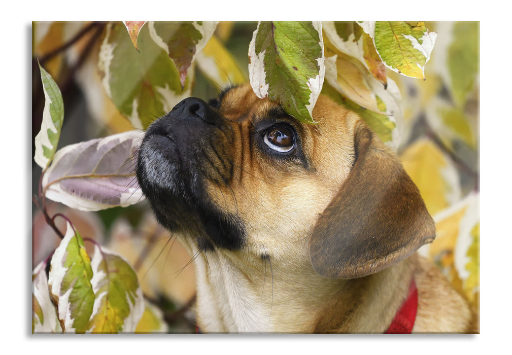 Pixxprint zwischen Blättern Mops, Glasbild