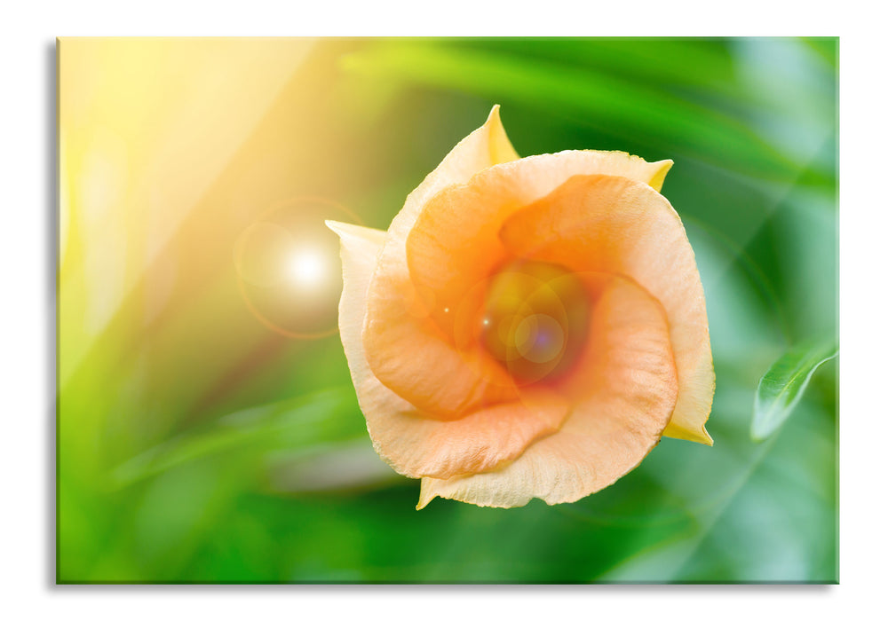 Pixxprint orange Blume im Sonnenlicht, Glasbild