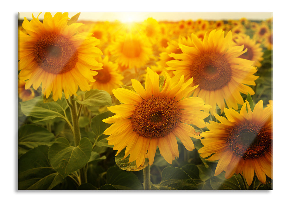 Pixxprint Sonnenblumen auf dem Feld, Glasbild